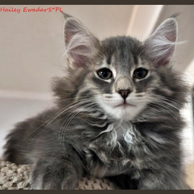 hailey-ewadars-pl.jpg